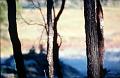 Trees, Frosty Morning, near Mt Yarrowyck, New England